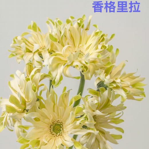 非洲菊.香格里拉 商品图0