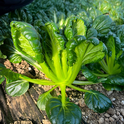 农家现摘乌塌菜  新鲜  脆嫩清香  回口微甜   叶菜 适合清炒 火锅涮菜 300g 商品图4