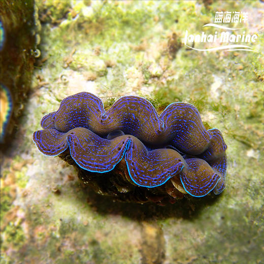 人工鳞砗磲（滤水） 商品图4