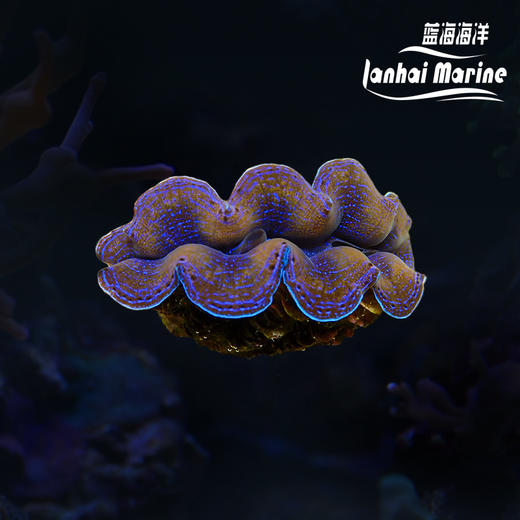 人工鳞砗磲（滤水） 商品图0