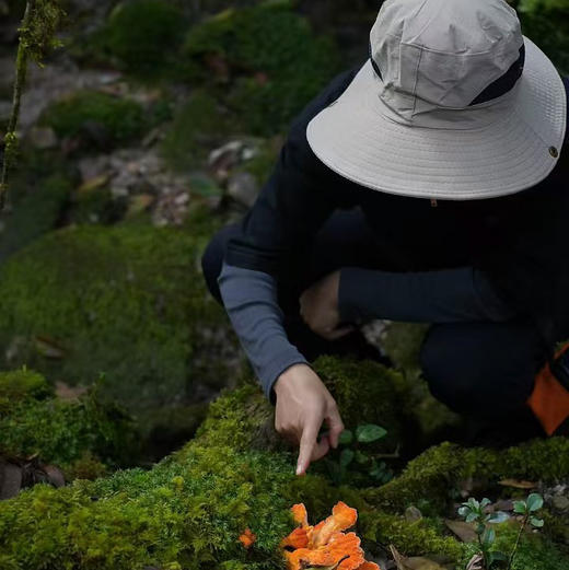 云南｜哀牢山徒步露营3天2晚，现实版暮光森林，哀牢山可开放区域的非景区徒步路线！动植物研究所/真菌王国/树的海洋/人少秘境日出云海观景台！深度探索哀牢山！ 商品图1