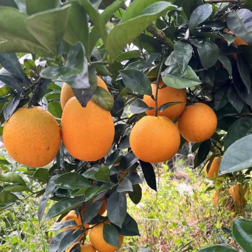 生态赣南脐橙 | 合作生产 | 基地直发*Ecological Gannan Navel Orange 商品图1