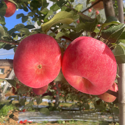 【秦脆苹果】16枚90mm超大果顶端果业陕西洛川秦脆苹果手提礼盒 商品图7