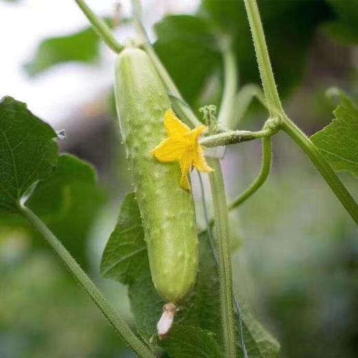 [最农公社]山东海阳精品普罗旺斯西红柿/白玉黄瓜净重4.5斤（以分量为主数量参考） 商品图6