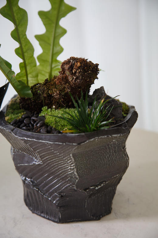 王冠蕨 商品图2