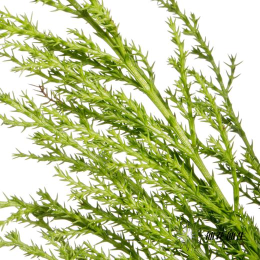 叶材 | 香松 商品图2