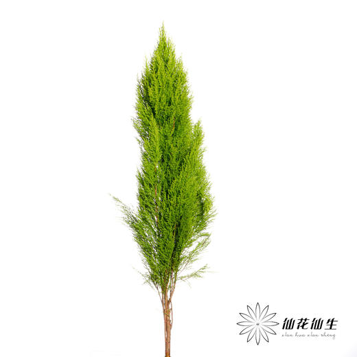 叶材 | 香松 商品图0