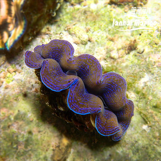 人工鳞砗磲（滤水） 商品图1