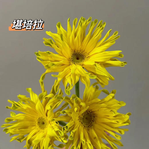 非洲菊.堪培拉 商品图0