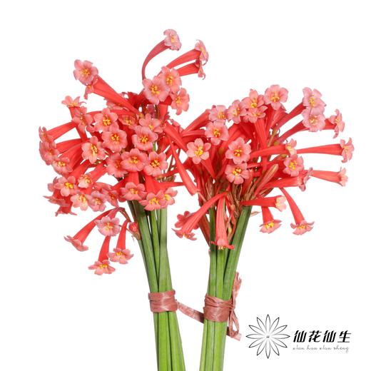 配花 | 垂筒花红色 商品图1
