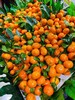 广西 砂糖橘 1斤甜 商品缩略图3