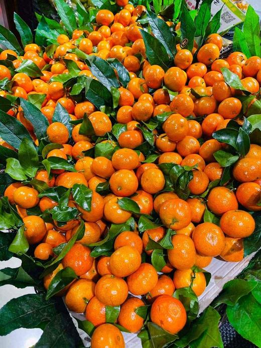 广西 砂糖橘 1斤甜 商品图3