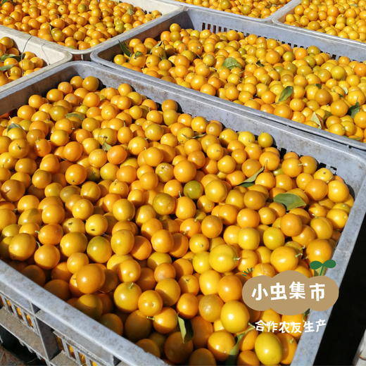 福建生态金桔 4.8斤 I 来自福建龙岩，生产者：李振基 *【公平贸易农人定价】 商品图9