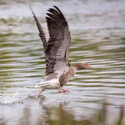 【港点湾家散养大雁鹅】🦢真正的无药残无激素无抗生素👇👇👇 十年如一日，💗遵循自然养殖之道 ，👏食五谷杂粮，👍饮山泉水，肉质鲜美 😋 商品图4