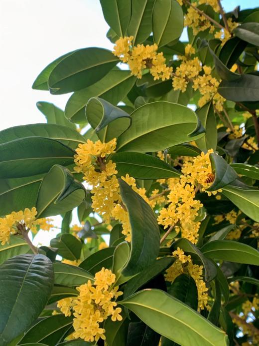 慢沏精选冻干桂花  看得见的新鲜和品质  金黄 饱满 香气扑鼻 宛如鲜花 商品图5