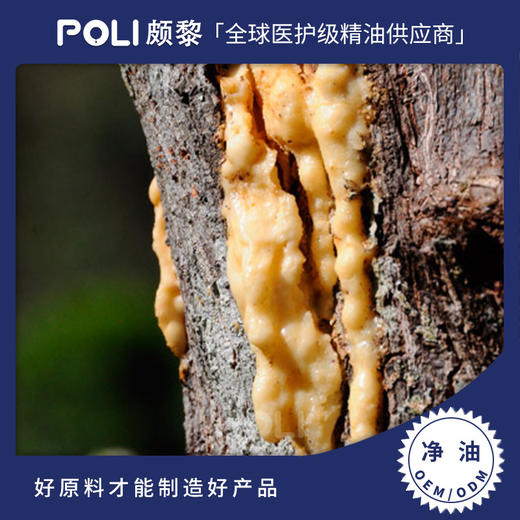 印尼进口安息香净油原料 单方精油原料批发 POLI/颇黎精油现货拿 商品图0