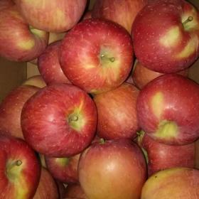 陈勇志 酵素苹果8斤 八年口碑好评如潮，口感好 【顺丰包邮 】