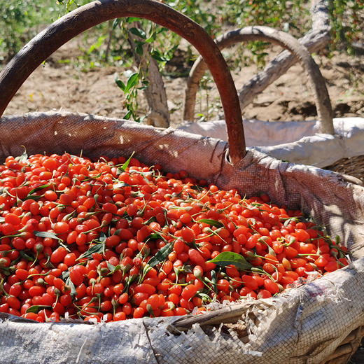 【二象限】有机红枸杞 粒大饱满 有机种植 来自柴达木盆地 自然传统晾晒 商品图5