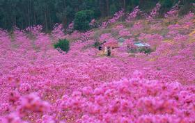 12月19日，江门紫花风铃+千亩葵树林+圭峰山赏枫叶2天（臻享会员1元报名）