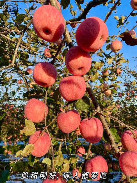 【洛川苹果】果园基地位于黄土高原~ 原生态种植 酸甜爽脆的口感 果味自然香浓 先脆后面CC 商品图6
