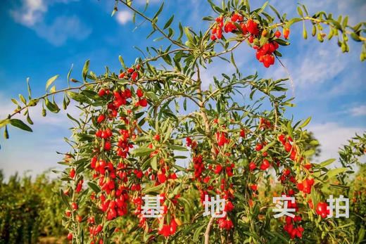 宁夏枸杞不敢买??  硫磺重灾区!!!  不要怕，首品手把手教你如何分辨好枸杞。枸杞这回事儿 只有首品才能打败首品  2024年头茬新货 看大小  闻味道  辨颜色  看上浮率  各方面达标才是真的好 商品图4