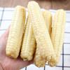 【拇指玉米】云南西双版纳拇指玉米 整箱发货 加热即食 商品缩略图9