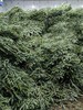 丹麦进口圣诞树诺贝松鲜切枝 商品缩略图7
