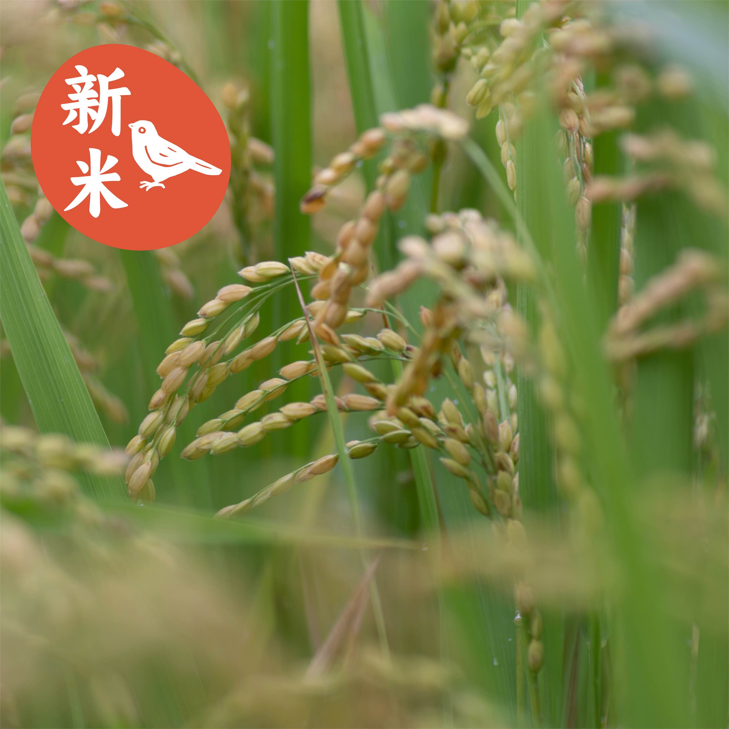 2025 新米
