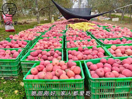 【洛川苹果】果园基地位于黄土高原~ 原生态种植 酸甜爽脆的口感 果味自然香浓 先脆后面CC 商品图5