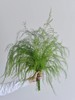 同城甄选国产花材芦荀草鲜切花一扎 商品缩略图0