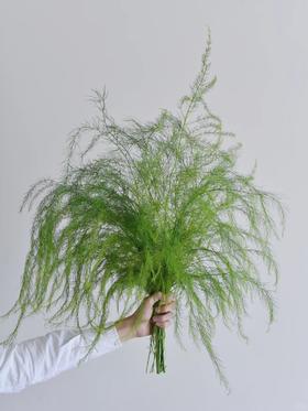 同城甄选国产花材芦荀草鲜切花一扎