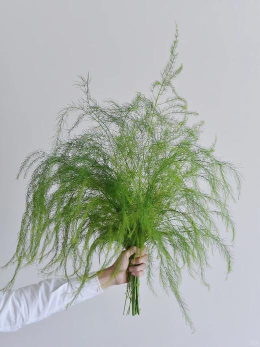 同城甄选国产花材芦荀草鲜切花一扎 商品图0