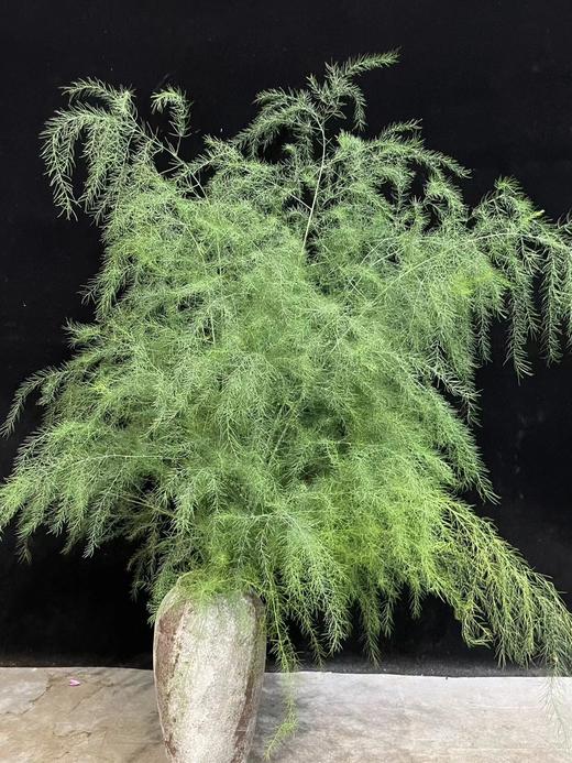 同城甄选国产花材芦荀草鲜切花一扎 商品图5