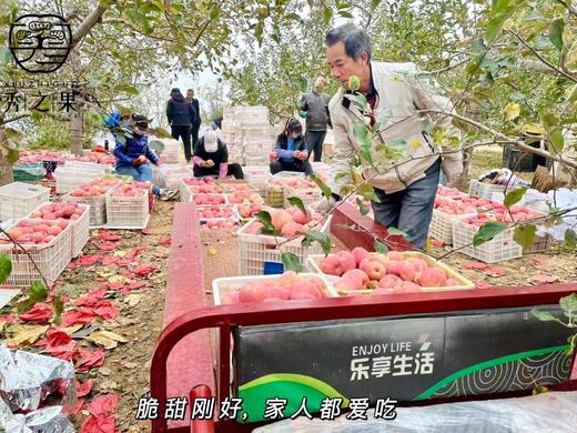 【洛川苹果】果园基地位于黄土高原~ 原生态种植 酸甜爽脆的口感 果味自然香浓 先脆后面CC 商品图4