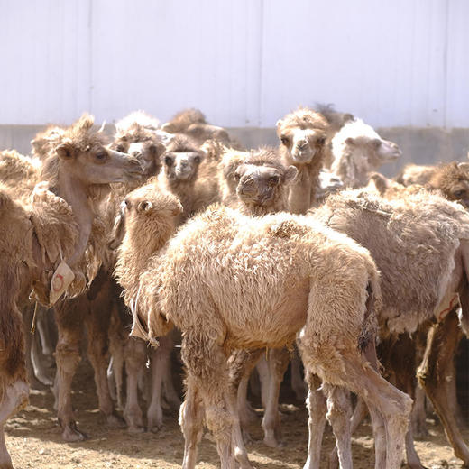 【优驼有机驼奶】纯驼奶 低温喷粉低温无菌专利技术 双有机认证 来自新疆阿克苏柯坪县双驼峰骆驼 100%纯驼奶 商品图8