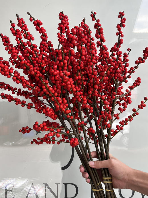 超级冬青-【50cm】A 商品图1