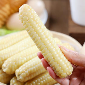 【拇指玉米】云南西双版纳拇指玉米 整箱发货 加热即食