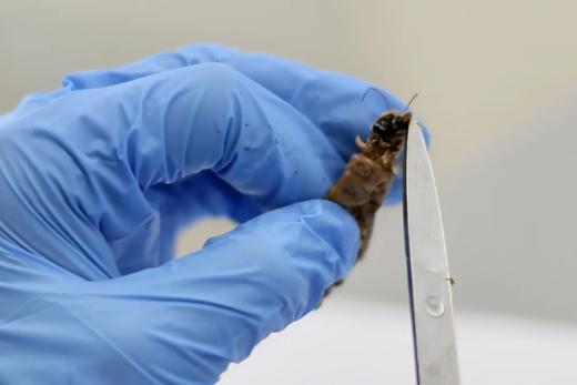 【寒假生物实验班集训】宇宙的的尽头，是研究自己 商品图1