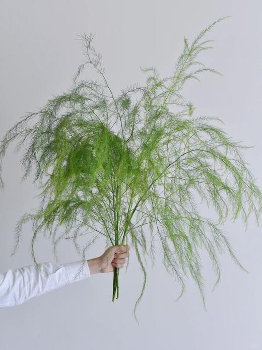 同城甄选国产花材芦荀草鲜切花一扎 商品图1