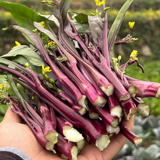 【下单即送白花菜2斤】湖南邵阳 生态自种 红菜苔 紫菜苔 3斤/5斤 商品图2