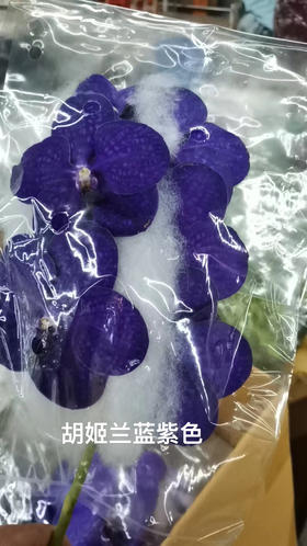 胡姬兰一蓝紫色