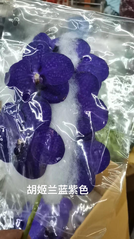 胡姬兰一蓝紫色 商品图0