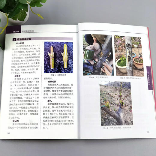 图解桃树整形修剪从入门到精通【官方正版，可开发票】 商品图3