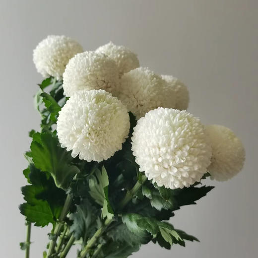 品牌基地丨白色乒乓菊丨10支【小圆球】 商品图1