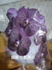 胡姬兰～紫黑点 商品缩略图0
