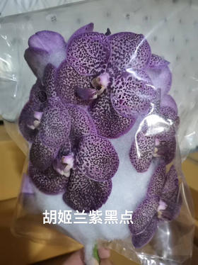 胡姬兰～紫黑点