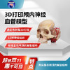 【神外特惠】神外世界出品 3D打印颅骨三件套 颅内神经血管模型  前纵裂入路、颞下入路、CPA入路、翼点入路血管吻合模拟训练模型 商品缩略图2