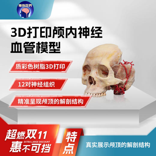 【神外特惠】神外世界出品 3D打印颅骨三件套 颅内神经血管模型  前纵裂入路、颞下入路、CPA入路、翼点入路血管吻合模拟训练模型 商品图2