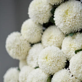 品牌基地丨白色乒乓菊丨10支【小圆球】