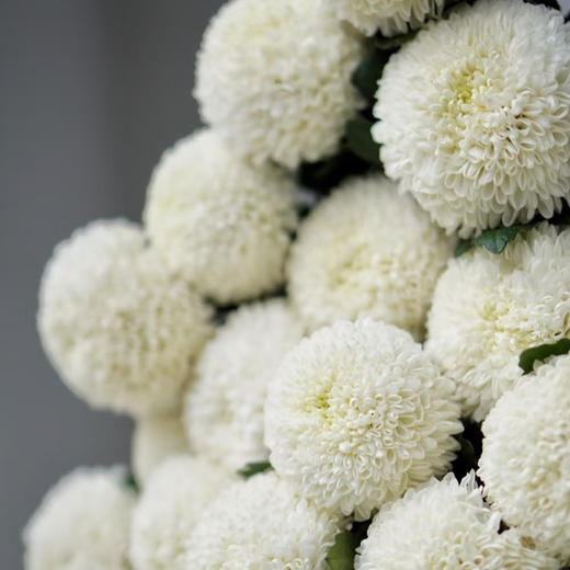 品牌基地丨白色乒乓菊丨10支【小圆球】 商品图0
